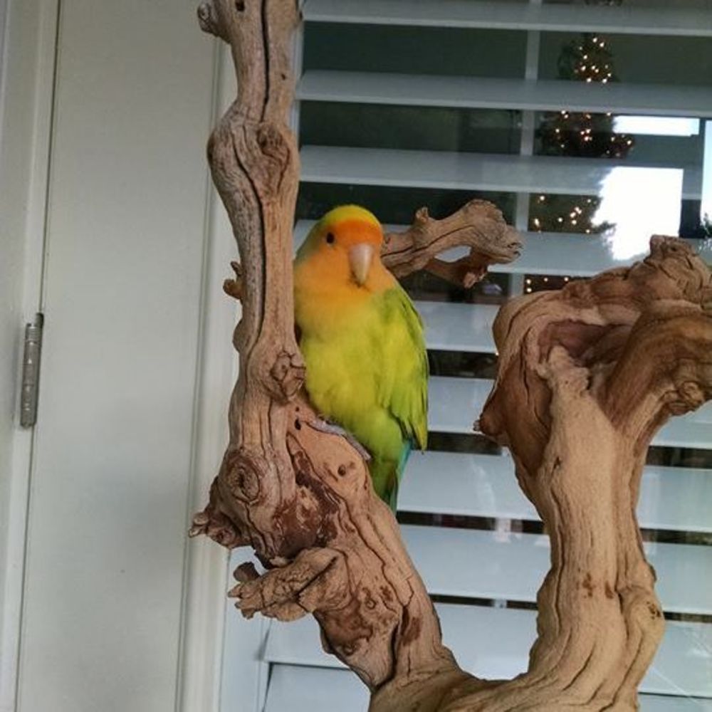 Meet your Posher, Bonsai